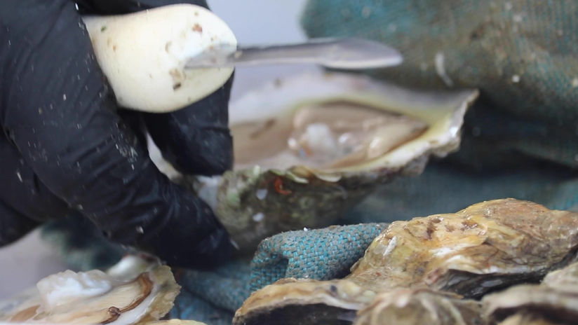 SHUCKING OYSTERS- BACKYARD EVENT